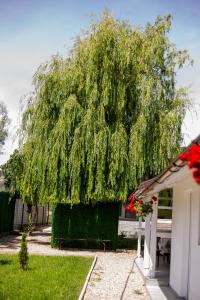 Κήπος έξω από το Mafmaf Tiny Houses