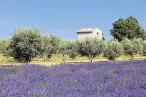 ein Lavendelfeld mit einem Gebäude im Hintergrund in der Unterkunft Studio privé - maison de village in Valensole + 6 Fotos