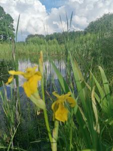 a group of yellow flowers in front of a body of water at Po šimtamečiais ąžuolais in Bezdonys