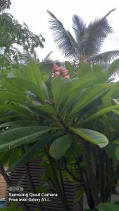 een plant met groene bladeren met een palmboom op de achtergrond bij Le latanier bleu in La Saline les Bains