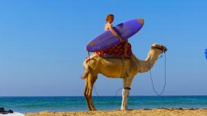 a woman riding a camel on the beach with a surfboard at HeenaluSurfCamp - ocean view appartement - 4P - Tamraght in Tamraght Ouzdar