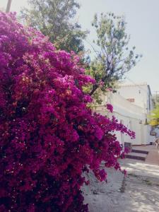 a bush filled with purple flowers on a street at Cortijo Rural Violeta in Órgiva