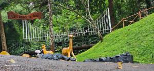 Fotografie z fotogalerie ubytování aditi resort v destinaci Wayanad