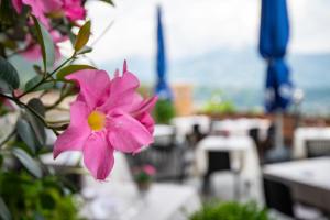 a pink flower sitting on top of a table at Hotel Residence MaVie in Lagundo