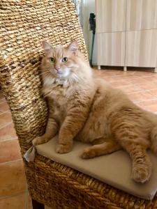 Animal ou animaux domestique(s) séjournant avec des clients dans l'établissement La Rose des Vins