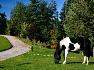a black and white horse grazing in the grass at Aurora Resort & Spa in Berovo