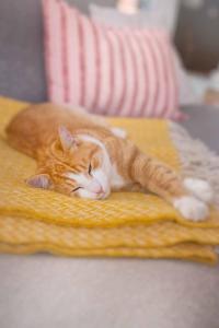 LubomierzRajskie Jabłka - azyl dla dorosłych的相册照片