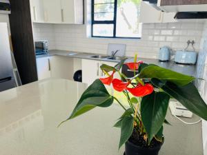 a potted plant sitting on a table in a kitchen at Mount Pleasant Suites in Port Elizabeth