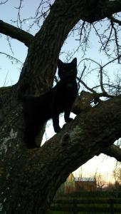 a black cat sitting on top of a tree at Ferienhof Bisdorf "Windmühle" in Bisdorf