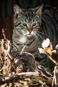 a cat is sitting on top of a plant at Superior Doppelzimmer 1-2 Personen in Bastorf