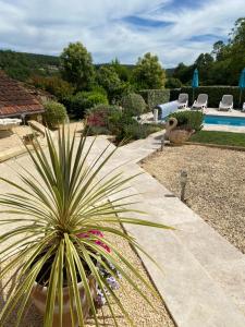 a palm tree in a garden next to a swimming pool at La Dovecote Sarlat in Sarlat-la-Canéda