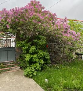Dārzs pie naktsmītnes Soso Burduli's Guesthouse