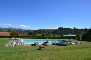Koń stojący w trawie obok basenu w obiekcie Casa do Campo - Turismo de Habitação w mieście Celorico de Basto