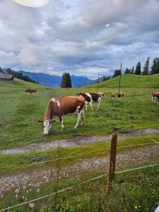 a group of cows grazing in a field at Schlichtes und gemütliches Mobilhome 114 in Boltigen