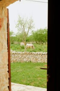 Gambar di galeri bagi Tenuta Tedone Consolini di Ruvo di Puglia