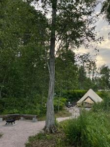 un albero davanti a una tenda e una panchina di Glamping & Floating Sauna a Rejböle