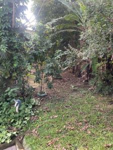 a black and white cat walking through a forest at Recanto Piscina na Mata in Betim