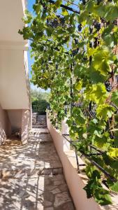 a tree with green leaves next to a wall at Villa Vukic in Krimovice