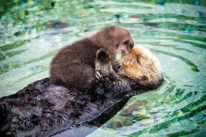 Tiere im Ferienhaus oder in der Nähe