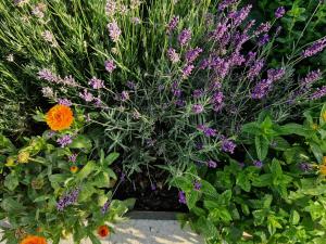 Giardino di Holiday home Melisa