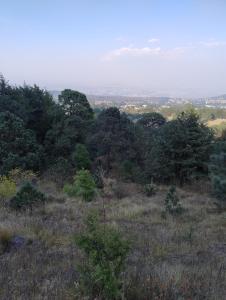 a view of a field with trees on a hill at Rancho Tlalinantli in San Miguel Ajusco +2 photos