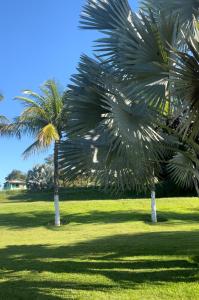due palme in un prato di Clube de pesca e pousada boa sorte a Itauçu Altre 54 foto