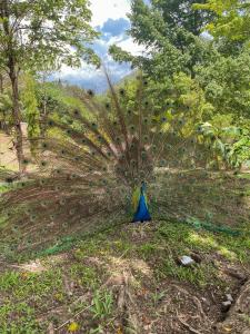 Photo de la galerie de l'établissement El Retiro Lanquin, à Lanquín