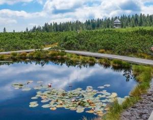 a large pond with lily pads in the water at Apartma Brin Rogla in Zreče