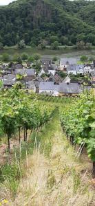 a village with a bunch of trees in a field at Mosel statt Mallorca in Mesenich