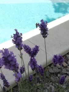 a bunch of purple flowers in front of a pool at Villa Martina Bellevue in Šmrika