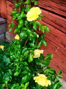 ein Busch mit gelben Blumen neben einer roten Wand in der Unterkunft Stora Djulö Vandrarhem in Katrineholm