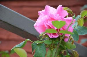 une rose rose se développe sur une clôture dans l'établissement Stora Djulö Vandrarhem, à Katrineholm