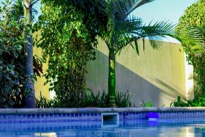 a palm tree sitting next to a swimming pool at Bonitaz Lodge in Mtubatuba