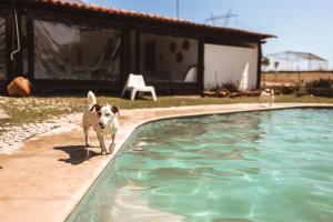a dog walking next to a swimming pool at Quinta das Caçadoras - Animal lovers only in Palmela