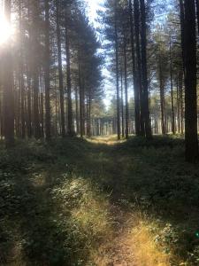 a forest with the sun shining through the trees at Nightingale Lodge - Adults Only in Lackford