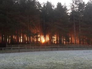 a fence with the sun shining through the trees at Nightingale Lodge - Adults Only in Lackford