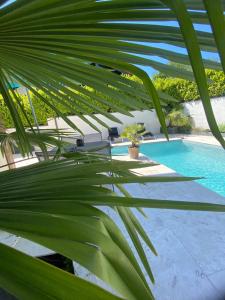 a palm tree in front of a swimming pool at Annecy poisy Studio a 9 minutes du lac Annecy avec piscine privée in Poisy