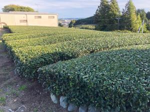 Sodas prie apgyvendinimo įstaigos 農家民宿　佐京園