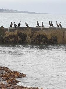 Fotografie z fotogalerie ubytování The Old Cornstore a beautiful Suite overlooking the sea v destinaci Drummore