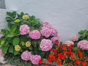 a bunch of purple and red flowers next to a wall at Páteo Saloio in Sintra