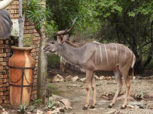 a gazelle standing next to a brick wall at Elephant Memories wildlife lodge in Marloth Park