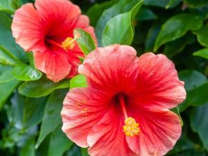 Zahrada ubytování Hanalei Colony Resort F3