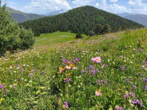 a field of flowers in the middle of a hill at Guest House Shina in Omalo