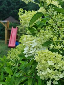 Gallery image of Domki Boszkowo-Dominice Bliźniak 2 apartamenty in Dominice