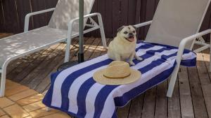 un cane seduto su una sedia con un cappello sopra di Fairways Beach House - Pool, Golf, Sawtell Village, Family Friendly a Sawtell