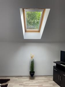 a skylight in a white room with a potted plant at Enjoy Apartments - Central Skylight Residence in Cluj-Napoca