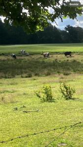 Animales en el complejo de cabañas o alrededores
