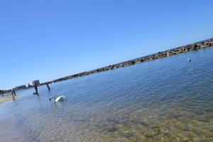 a bird standing in the water at the beach at Apartament Bałtyk in Darłowo