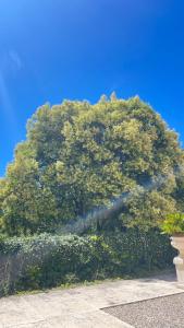 a large tree in front of a blue sky at Villa Scalabrini in Crespano del Grappa