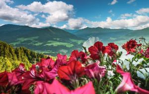 a group of red and white flowers on a mountain at Apartment Blick Hohen Salve in Hopfgarten im Brixental